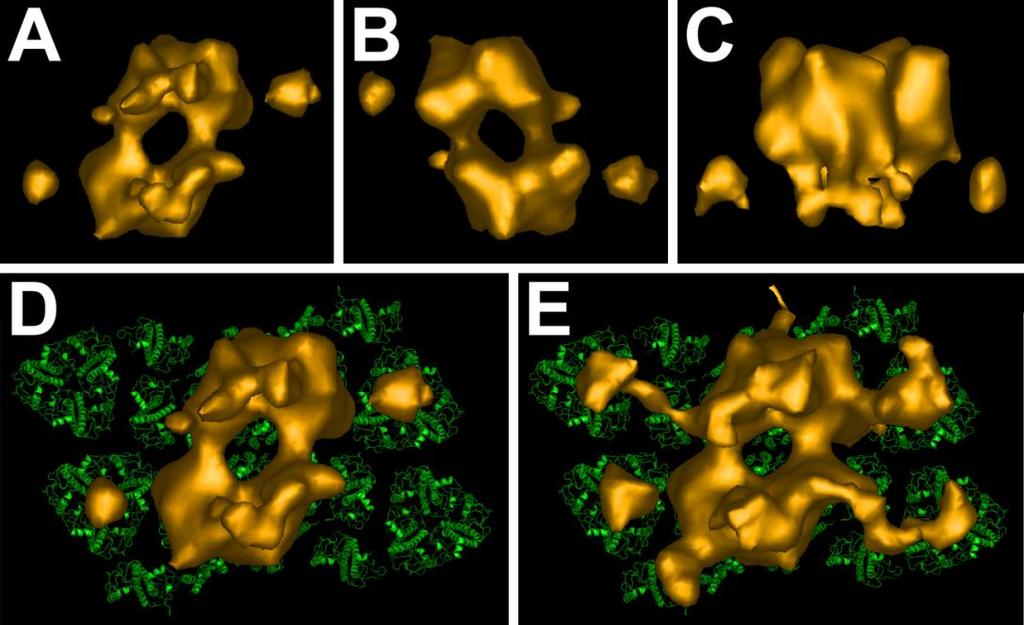 PSII core complexu