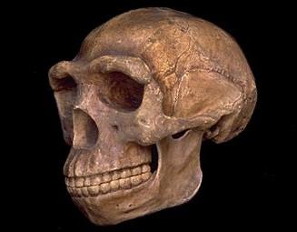 HOMO ERECTUS lebka s nadočnicovými oblouky, bez