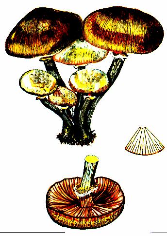 Armillaria