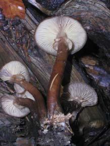 Armillaria