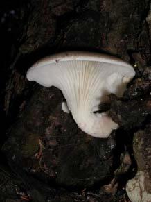 Pleurotus