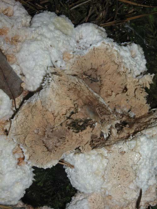 Oligoporus ptychogaster Postia