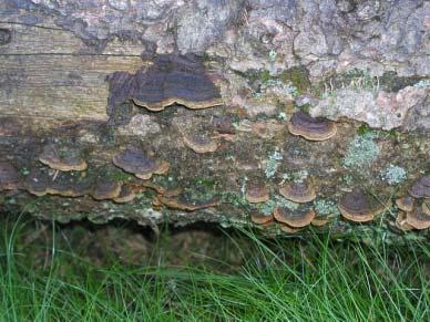 Phellinus