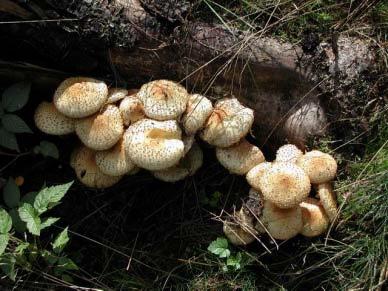 Pholiota