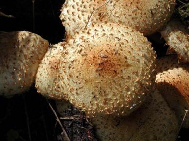 Pholiota