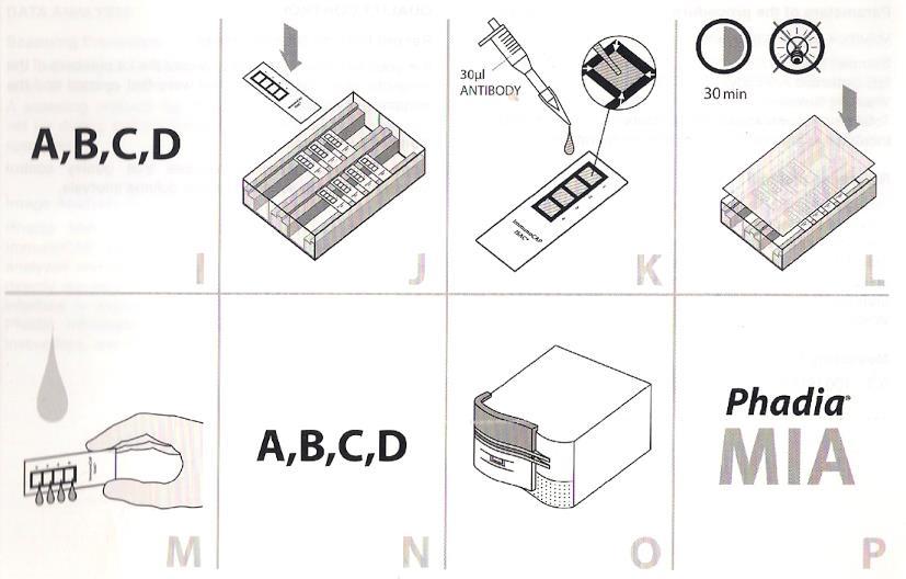 Obrázek 5: ImmunoCAP ISAC postup 2. část Zdroj: (Phadia, 2015) 6) Zopakujeme kroky A, B, C, D. 7) Po promytí a usušení umístíme čipy znovu do vlhké komůrky.