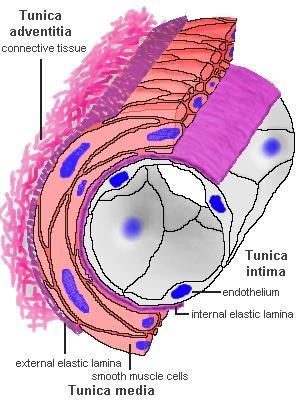 Tunika media Skládá se především ze šroubovitě vinutých koncentrických vrstev buněk hladkého svalstva.