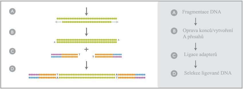 Obrázek 3. Příprava knihovny (převzato a upraveno http://www.illumina.com/documents/products/brochures/brochure_genome_analyzer.