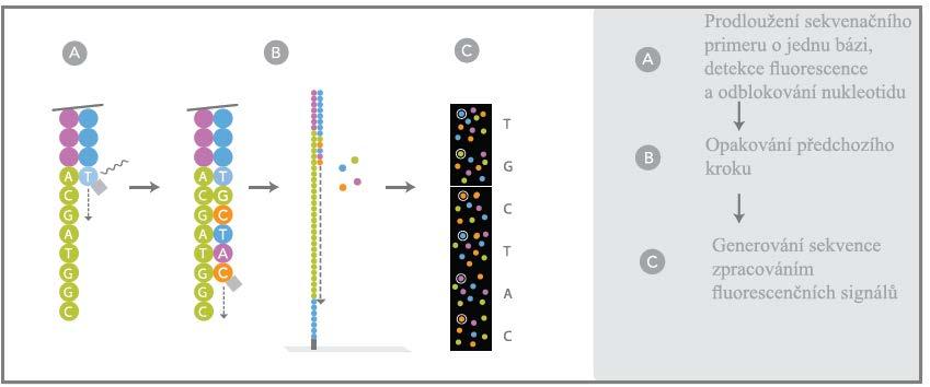Obrázek 5. Sekvenování (Převzato a upraveno http://www.illumina.com/documents/products/brochures/brochure_genome_analyzer.