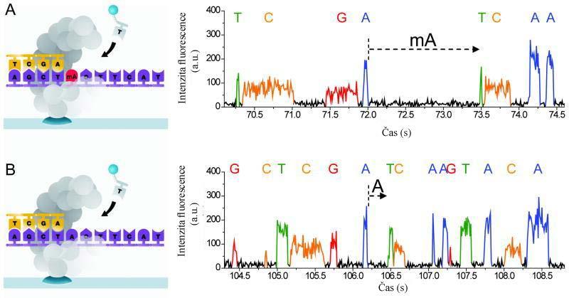 methylací bakterie také rozeznávají vlastní DNA od cizí.