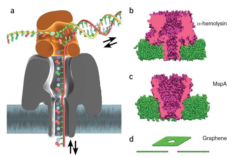 Obrázek 13. Nanopóry pro sekvenování DNA. (a) DNA prochází nanopórem, rychlost průchodu je pod kontrolou Φ29 DNA polymerázy (hnědě).