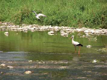 sk (odkaz Oznamy) Rozvoj krajiny s ohľadom na environmentálne aspekty (P2/O2) Rieka Vlára, ktorá preteká Vlárskym priesmykom v Bielych Karpatoch, je významným regionálnym biokoridorom.