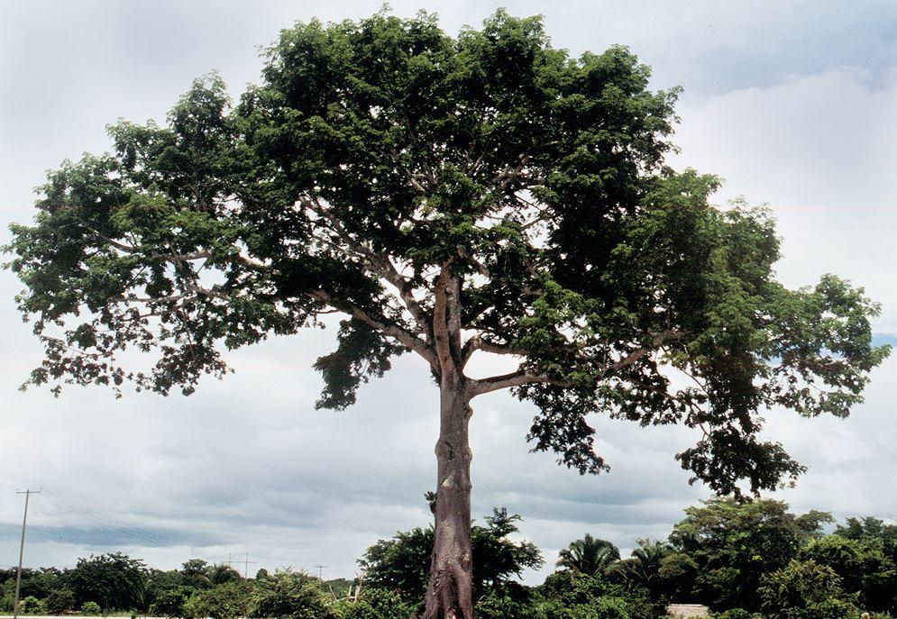 ceiba