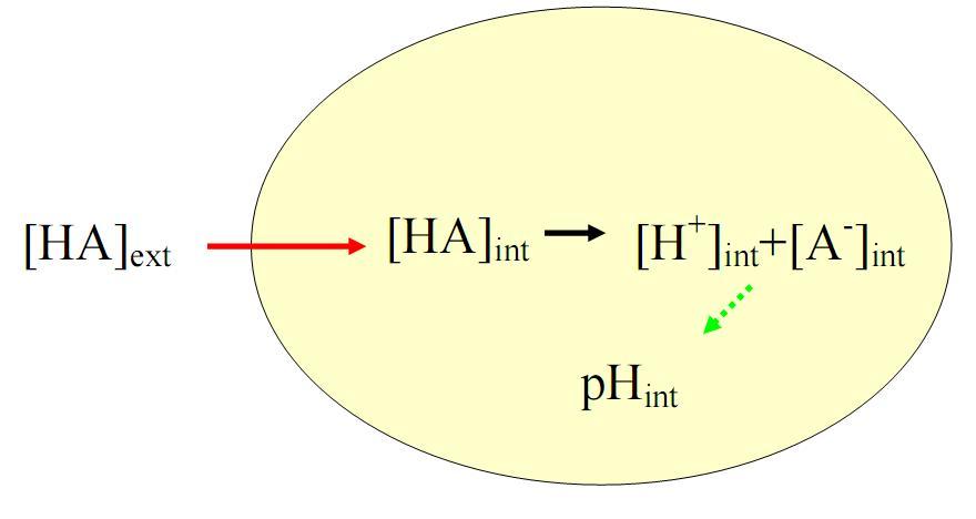 kde K a je disociační konstanta, [HA] celk je celkové množství přidané kyseliny, [H + ] ext určíme ze známé hodnoty ph pufru a [H + ] int z naměřené hodnoty rovnovážného ph int (které se po přidání