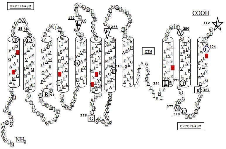 2 Metody měření 2.1 Použité kmeny Použité bakteriální kmeny Escherichie coli nám byly zaslány z partnerské kanadské laboratoře (Prof. M. F. M. Cellier, INRS, Laval, Kanada). Buňky E.