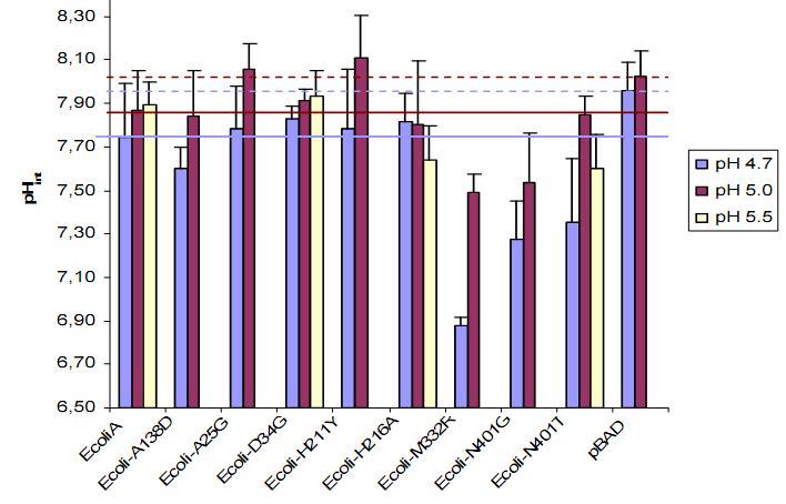 Hodnota ph int se nejčastěji pohybuje mezi 7,5 a 7,9. Tři ze studovaných mutantů (M332R, N401G, N401T) měly signifikantně nižší ph int stejně v obou ph ext 4,7 a 5,0.
