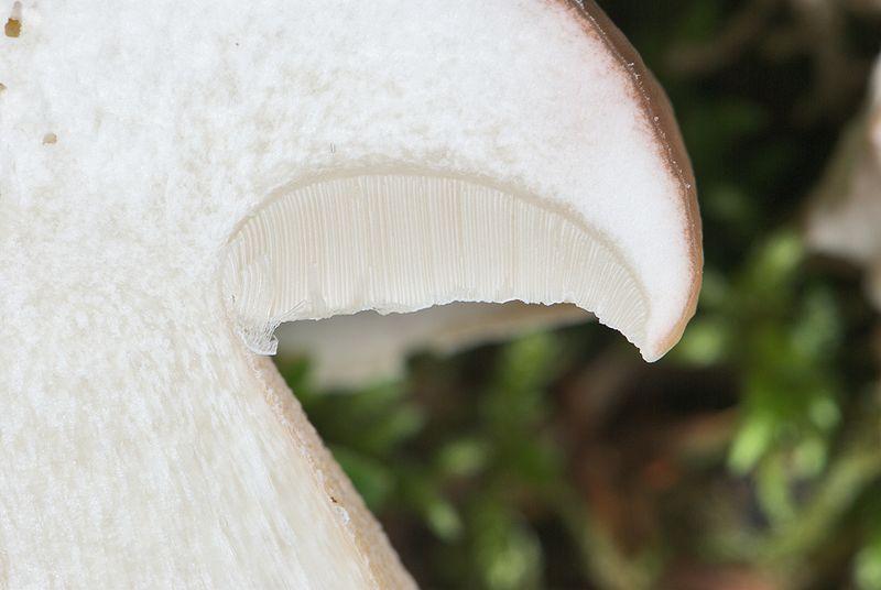 Rourky jsou dalším typem rouška, tentokrát typickým pro hřiby. Jejich barva, tvar, pružnost se s vývojem houby opět mění. Obrázek 7. Rourky [6] Třeň Třeň je spodní část plodnice houby (lidově noha).