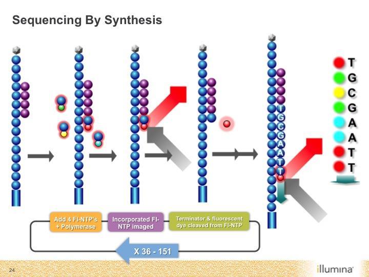 Illumina (Solexa) - sekvenování syntézou DNA bez elektroforézy či jiné separace