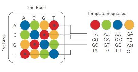 SOLID Sequencing by Oligonucleotide Ligation and Detection 2006 Life Technologies (Applied