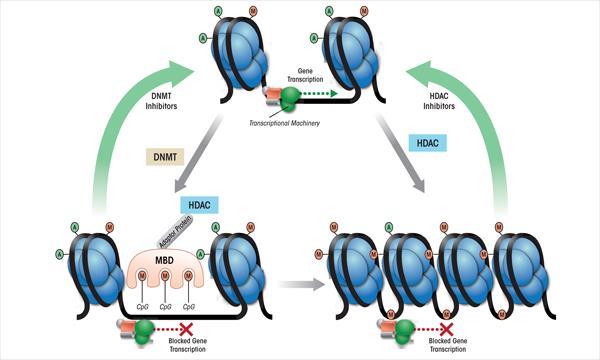 Zastavení transkripce metylací cytosinu - proteiny vážící se metylované CpG sekvence -