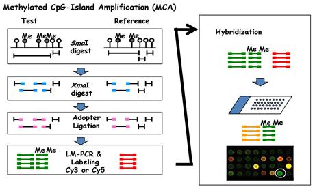 DNA metylace analýza na úrovni genomu Amplifikace metylovaných CpG ostrůvků (MCA) - SmaI pouze nemetylovaná sekvence CCCGGG, tupé
