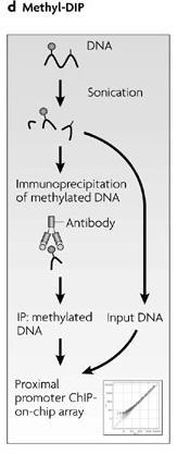 DNA metylace analýza na úrovni genomu methyl-dna immunoprecipitation (MeDIP) - fragmentace DNA sonikací -