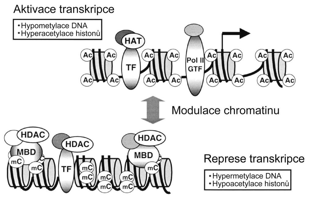 Acetylace histonů má vliv na strukturu chromatinu acetylované histony usnadňují přístup transkripčních faktorů k DNA spjaty s transkripčně aktivním chromatinem odstraněním