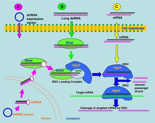 RNA interference zřejmě část buněčného obranného mechanismu proti virům