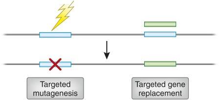 Cílená mutageneze přímo v genomech Homologní rekombinace Umělé restrikční enzymy ZFN