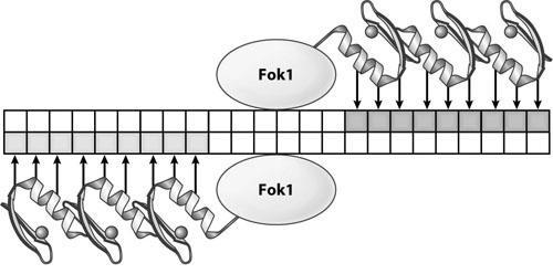 Nukleázy s motivem zinkových prstů - modifikací DNA vazebné domény regulace specifity - obvykle se používají min 3 motivy zinkových prstů - 18bp rozpoznávací sekvence (jedinečnost v