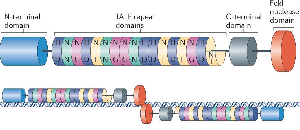 TALENs - obdoba k ZFN - transcription activator-like effectors (TALEs) - proteiny sekretované bakteriemi