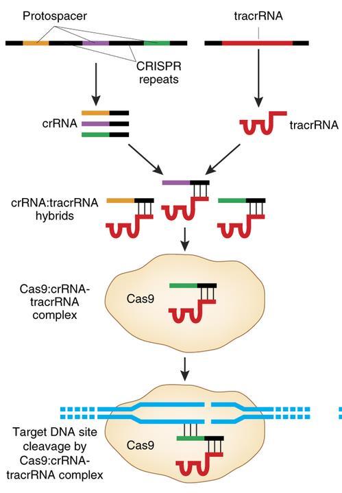 CRISPR/Cas9 - crrna poté hybridizuje s transaktivující CRISPR RNA (tracrrna) - tento komplex RNA interaguje s Cas9 nukleázou - Photospacer