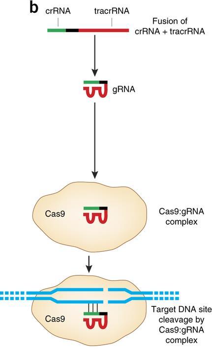 CRISPR/Cas9 - celý systém modifikován pro cílenou mutagenezi - vektor grna = crrna + tracr RNA -