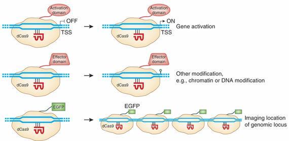 CRISPR/Cas9 další způsoby využití Nukleáza-defektní systém - fúze s transaktivační doménou aktivace transkripce -