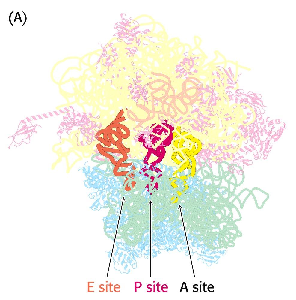 Tři vazebná místa pro tra na ribosomech A-aminoacylové, P-peptidylové a E- výstup místa spojují