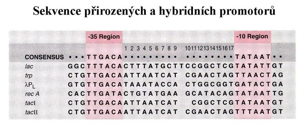 Sekvence přirozených a hybridních promotorů