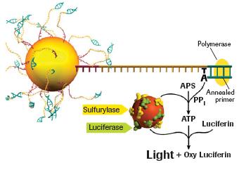 Pyrosekvenování DNA polymeráza ATP sulfuryláza luciferáza apyráza adenosine 5' phosphosulfate (APS) luciferin DNA Polymerase: used to elongate complementary DNA strand.