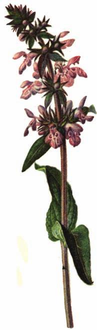 (Cephalanthera rubra),