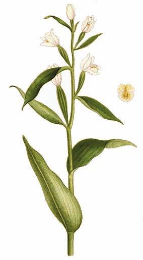 bifolia), nel +