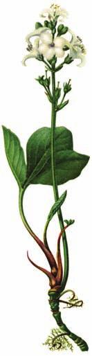 Veternica lesná (Anemone