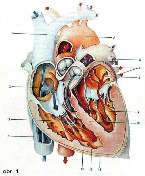 Zdravé srdce... 1 Fetálny krvný obeh... 2 Krvný obeh po narodení... 2 Príčiny vzniku vrodených chýb srdca... 2 Príznaky srdcový chýb... 3 Somatický (rast) vývoj.... 3 Farba a prekrvenie kože.