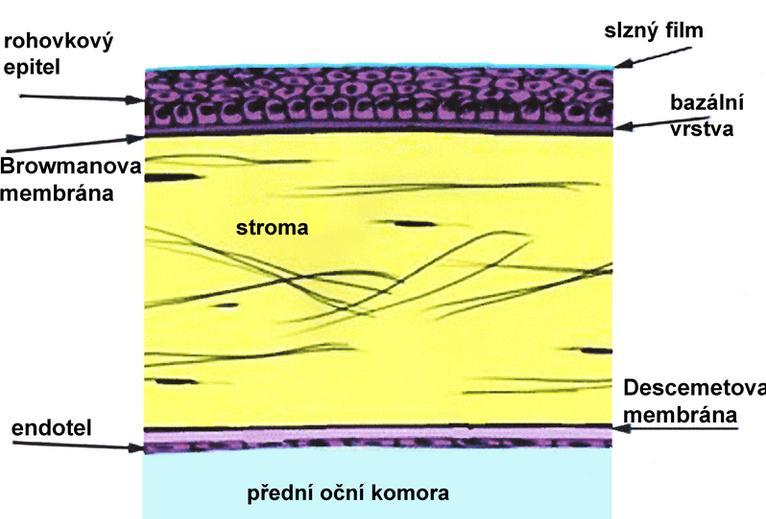 2.2 ROHOVKA 2.2.1 Anatomie Latinský název pro rohovku je cornea. Rohovka je transparentní optická tkáň v přední části bulbu. Tvoří bariéru mezi zevním prostředím a nitrem oka.