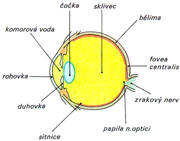 2 OPTICKÁ PROSTŘEDÍ OKA Orgánem zraku je oční koule neboli bulbus. Je uložena v kostěné schránce zvané oče. Oče se nachází na přední části obličeje. Průměrná délka oka je 24mm.