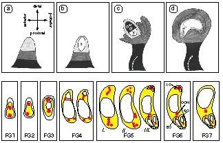 distal proximal posterior anterior Vývoj zárodečného vaku u