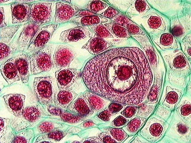 layers of endoplasmic reticulum.