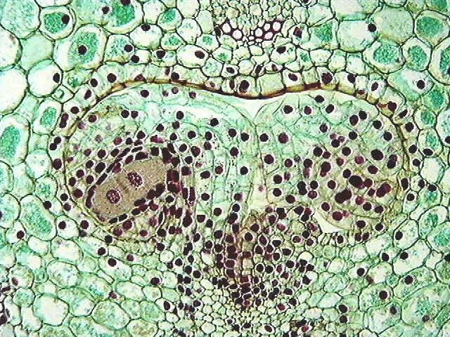 Telophase I in the megasporocyte.