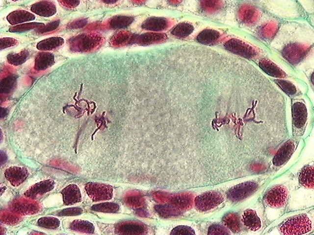 The two dyad nuclei form a