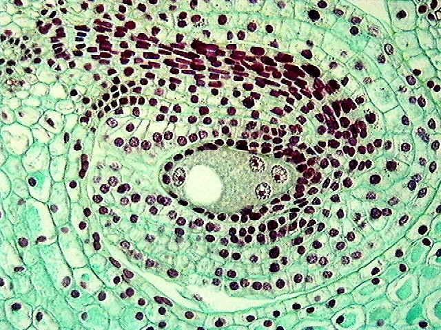 Migration of megaspore nuclei IASPRR Soon after their formation, three of the megaspore nuclei migrate