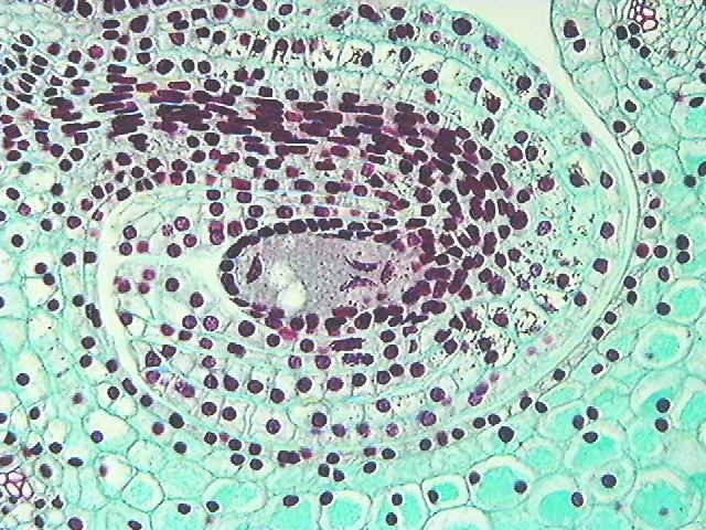 Preparation for the first mitotic division