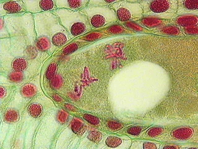 Metaphase during second mitosis. IASPRR The micropylar nuclei develop spindles with perpendicular nuclei.